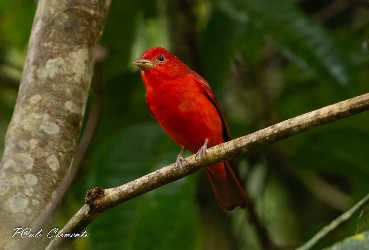 Summer Tanager - ML645349896