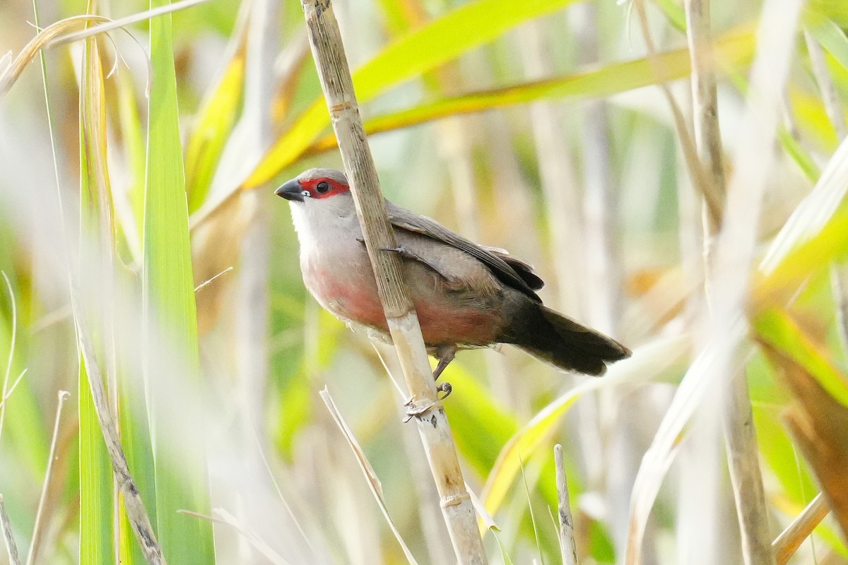 Common Waxbill - ML645349901