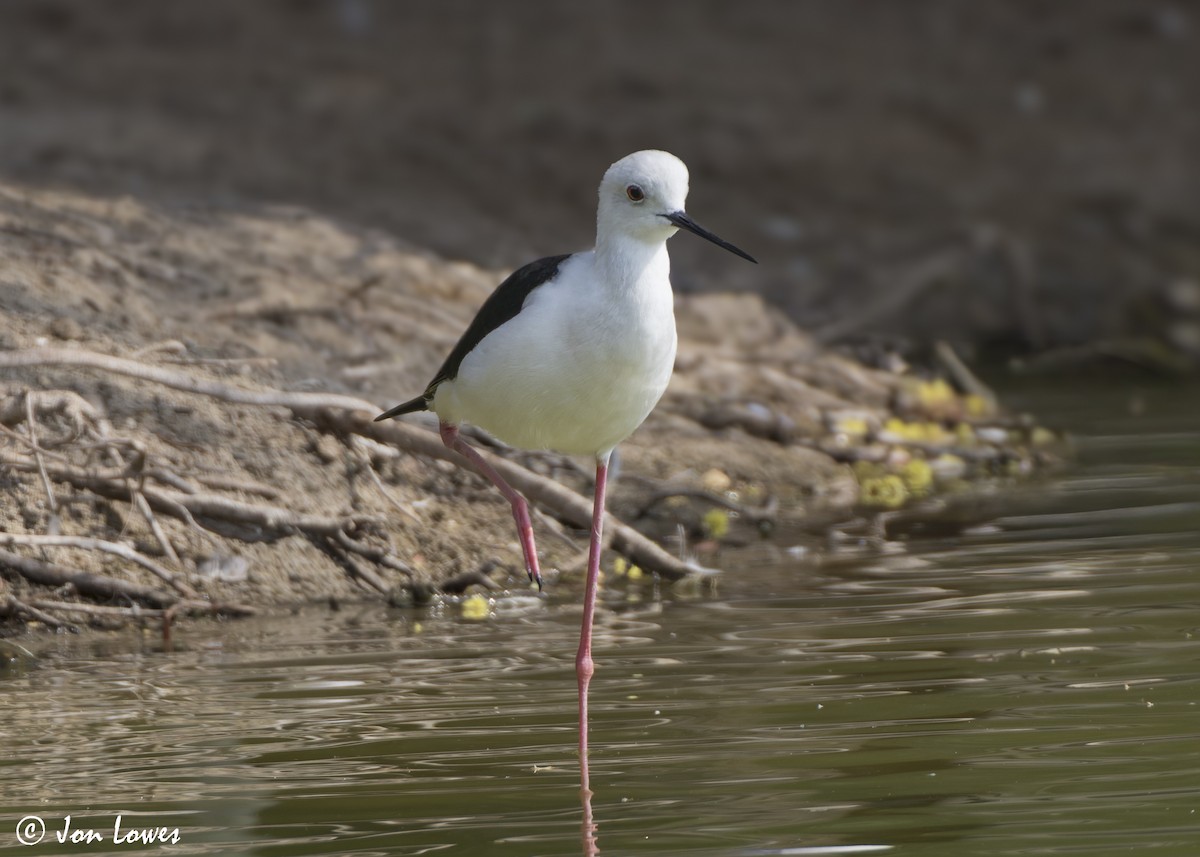 高蹺鴴 - ML645349903