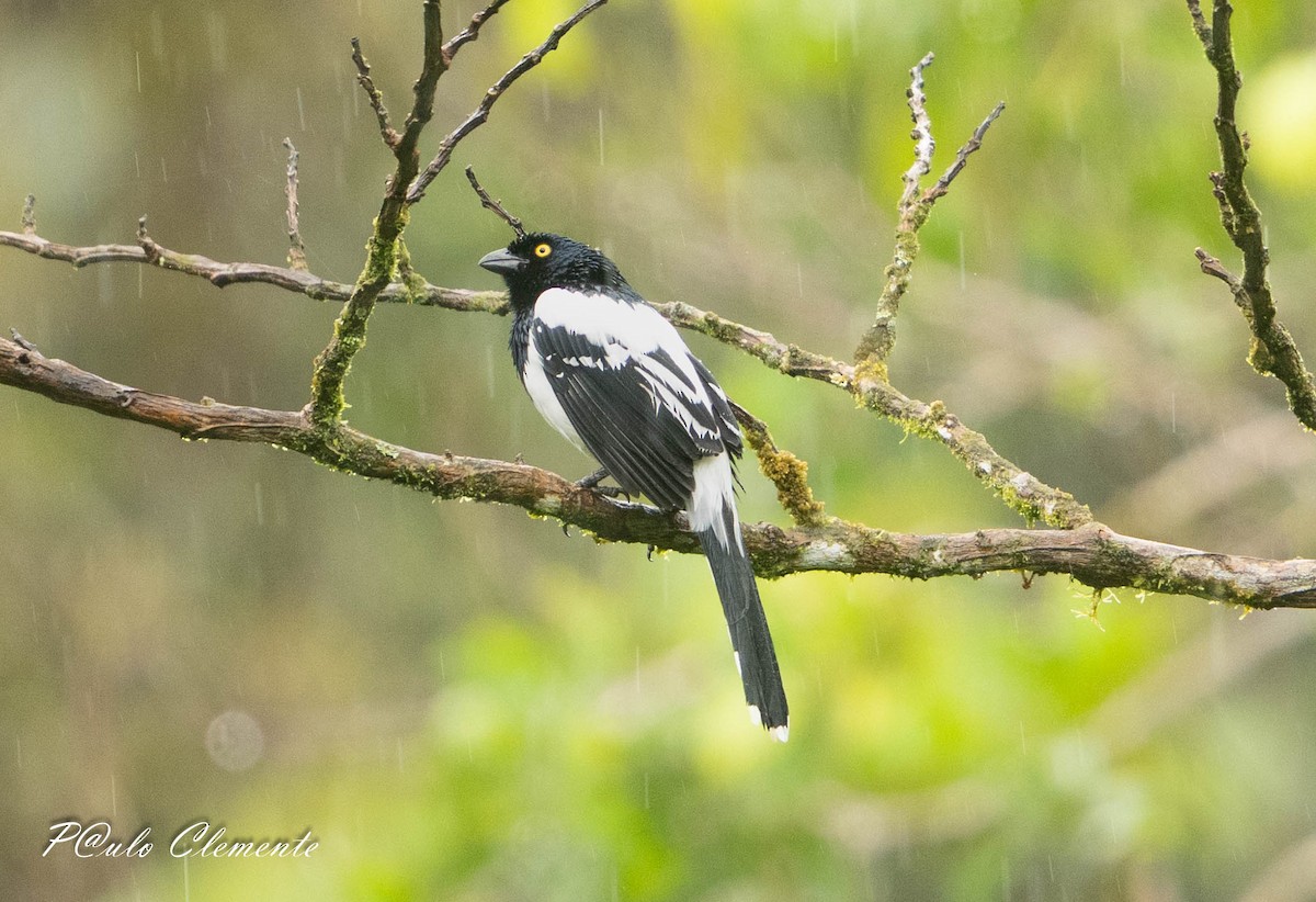 Magpie Tanager - ML645349916