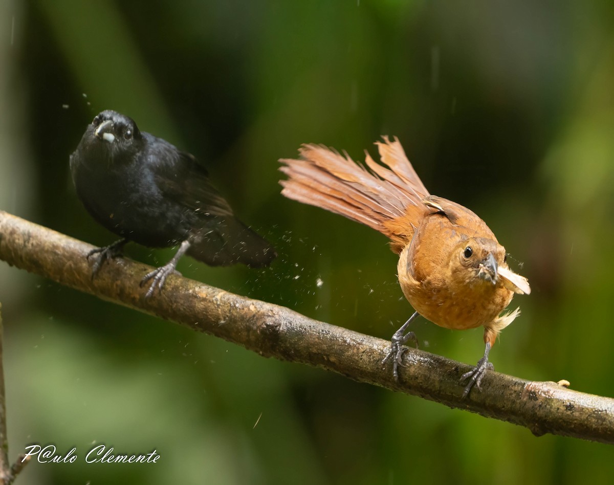 White-lined Tanager - ML645349934