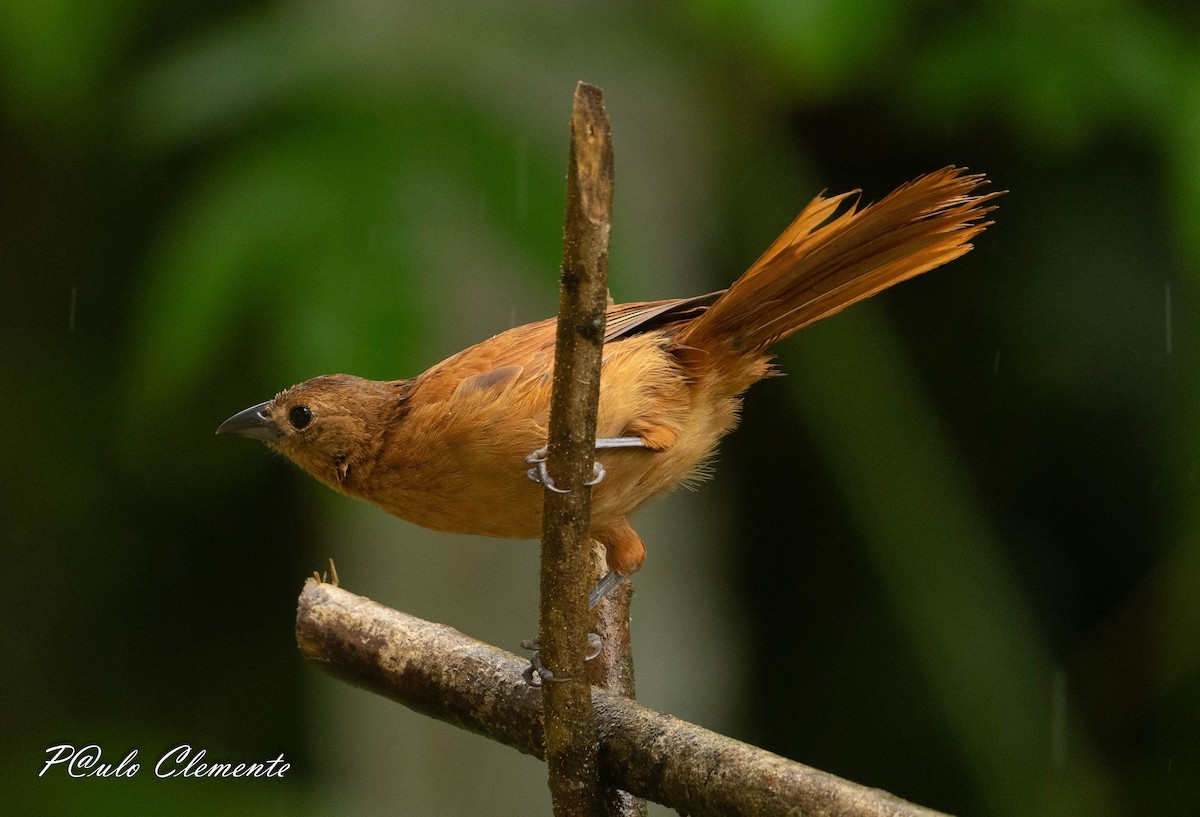 White-lined Tanager - ML645349935