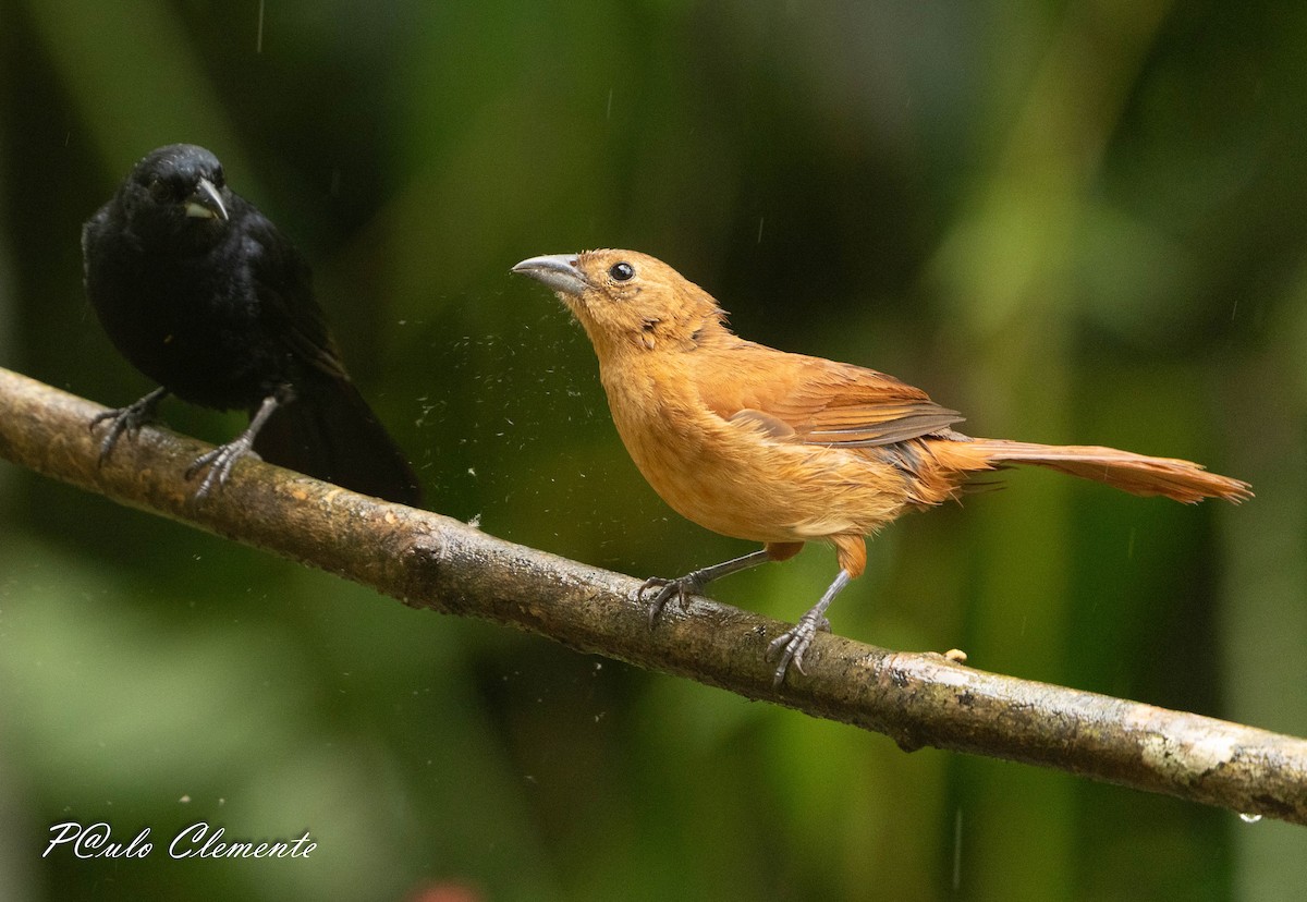 White-lined Tanager - ML645349936