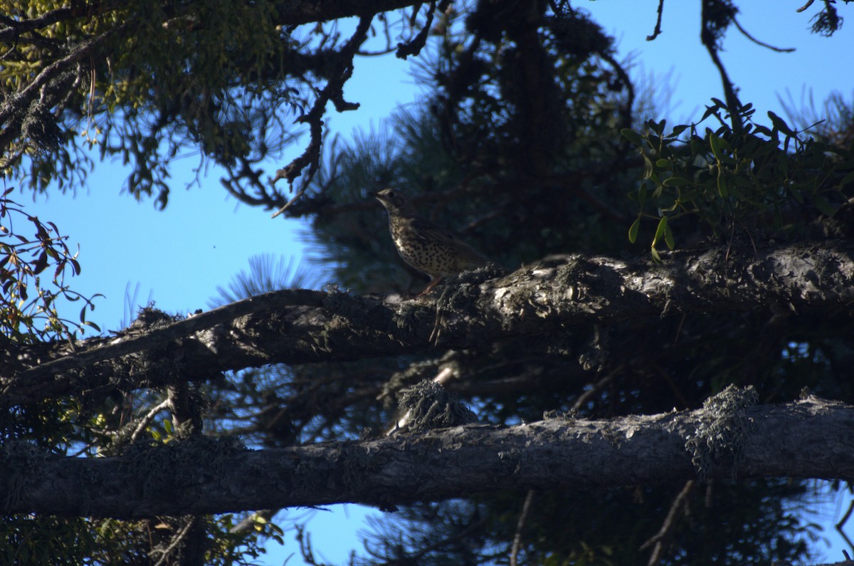 Mistle Thrush - ML645349937