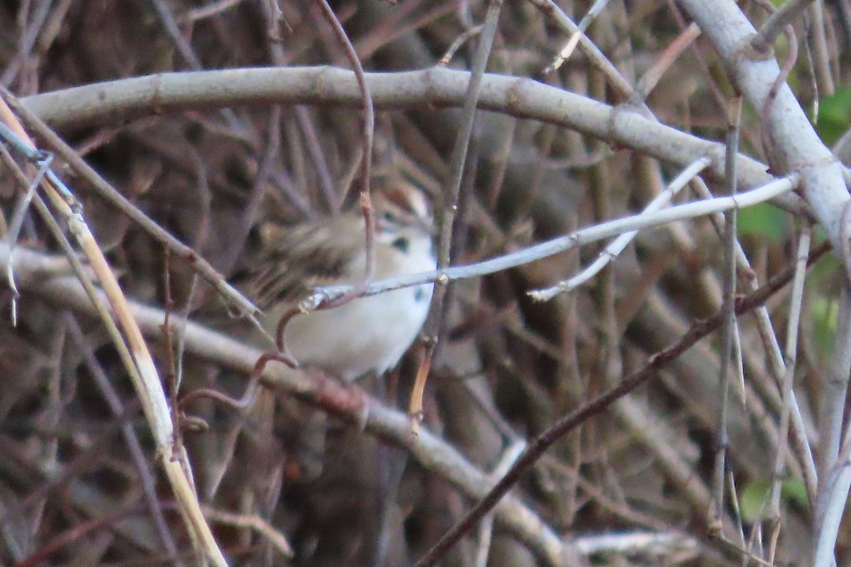 Lark Sparrow - ML645349942