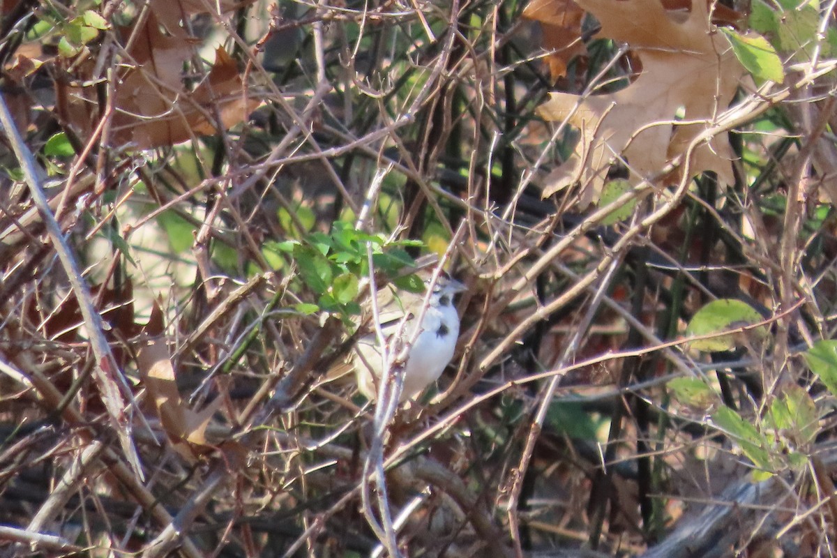 Lark Sparrow - ML645349943
