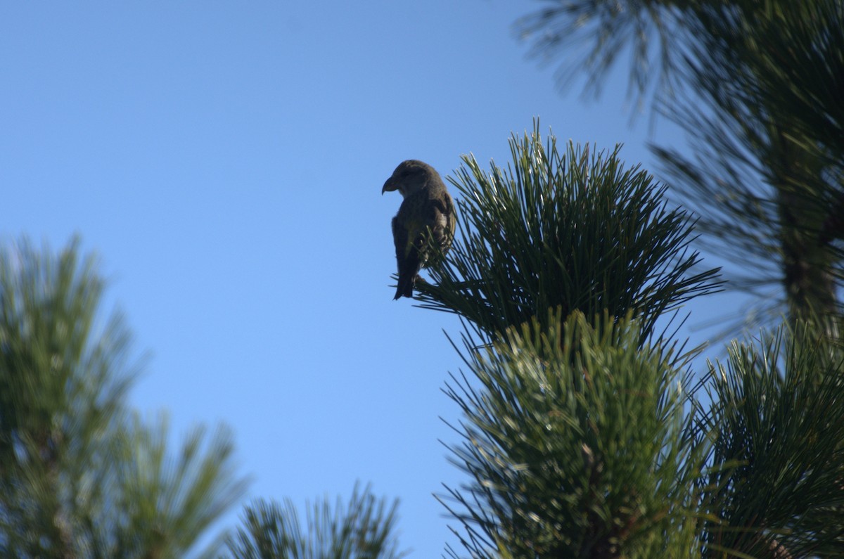 Red Crossbill - ML645349944