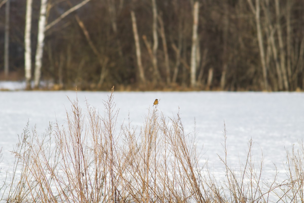 Трав'янка чорноголова - ML645349946