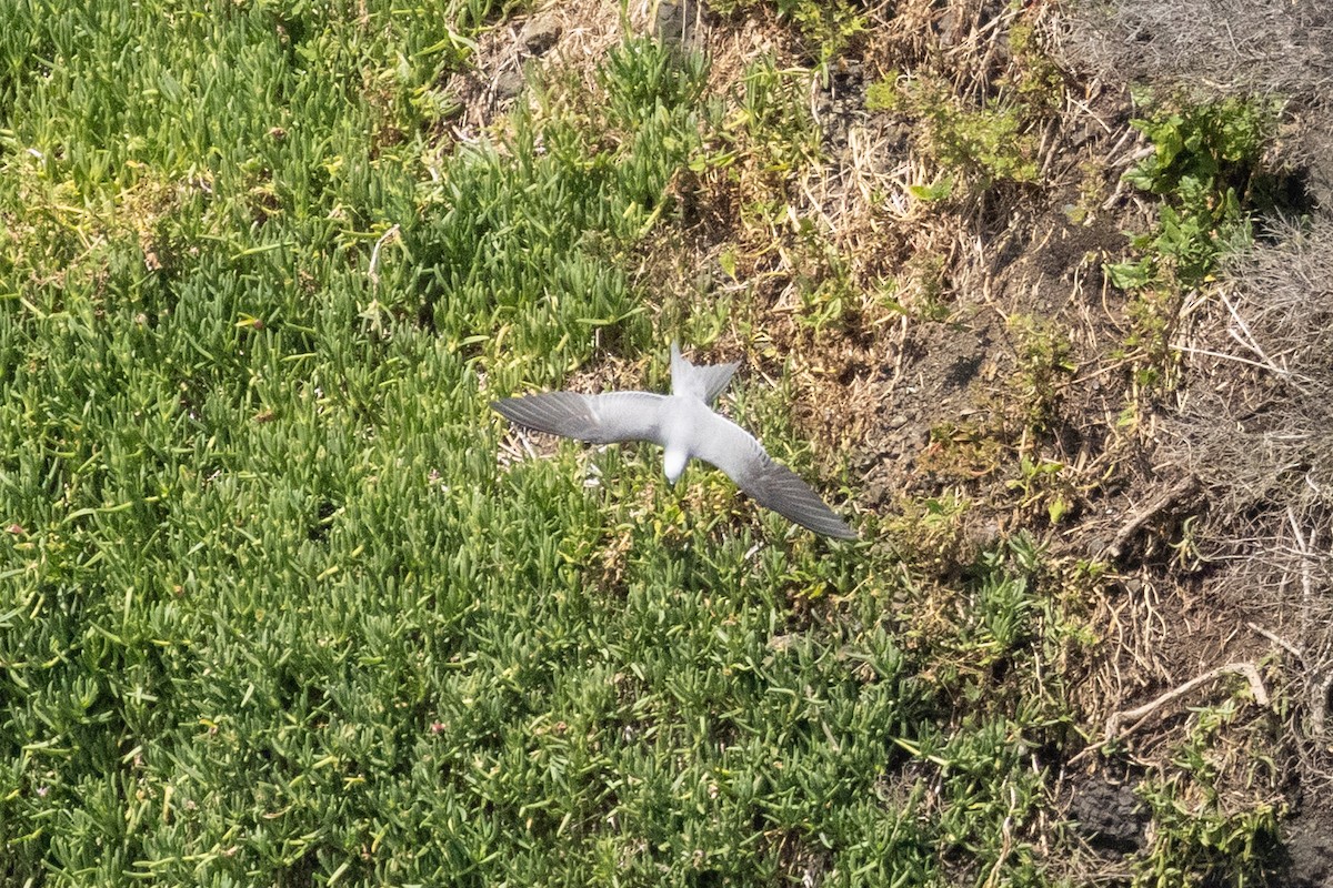 nody bělavý - ML645349948