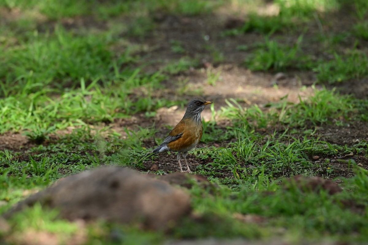 Rufous-backed Robin - ML645349951