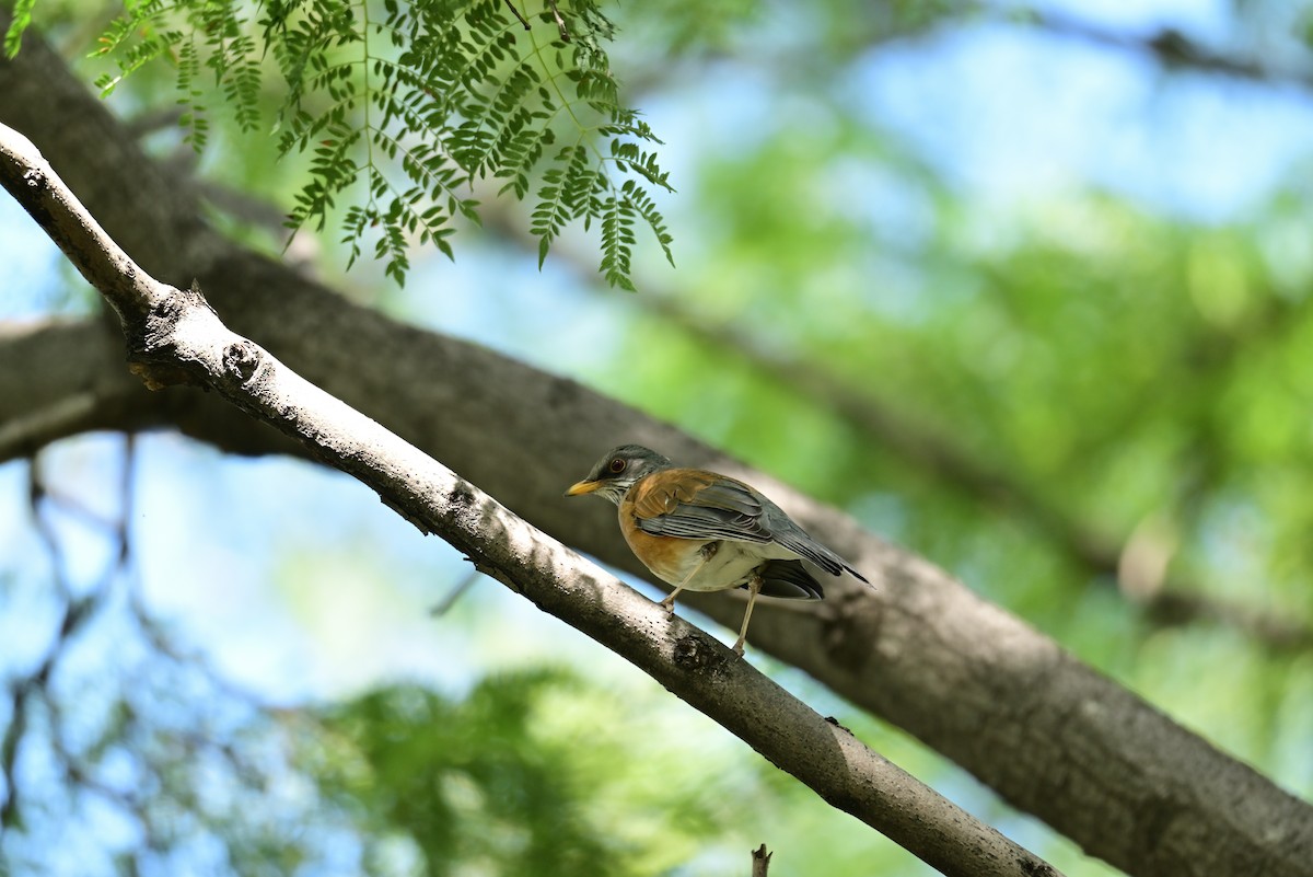 Rufous-backed Robin - ML645349952