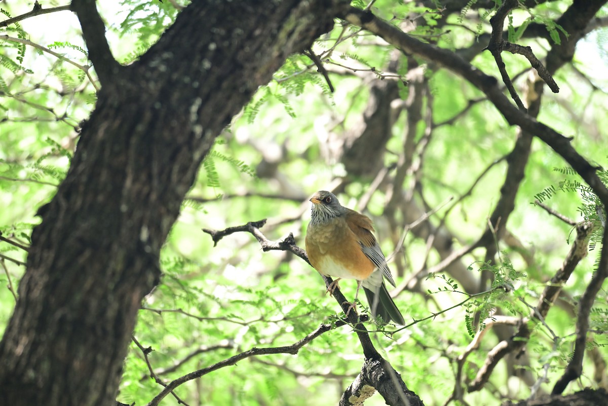 Rufous-backed Robin - ML645349953