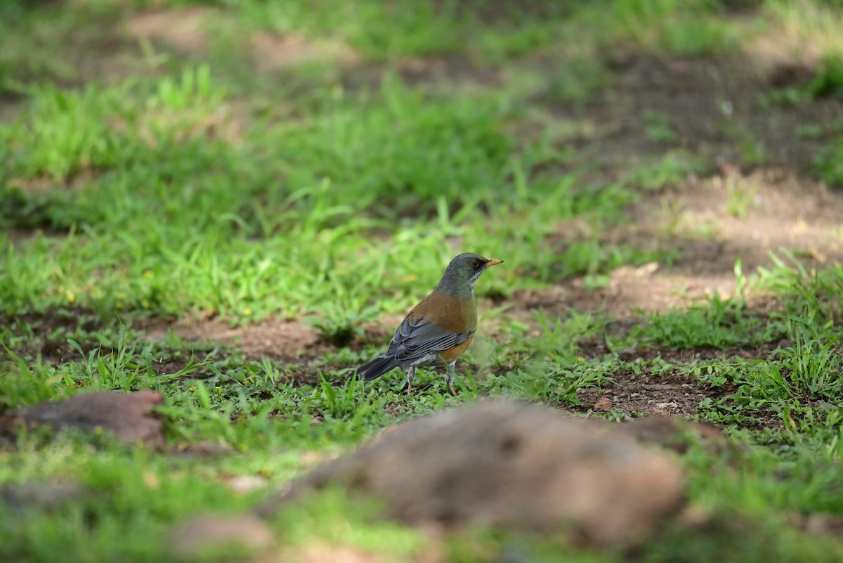 Rufous-backed Robin - ML645349954