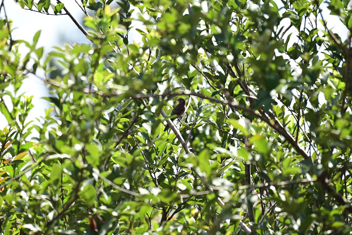 House Finch - ML645349955