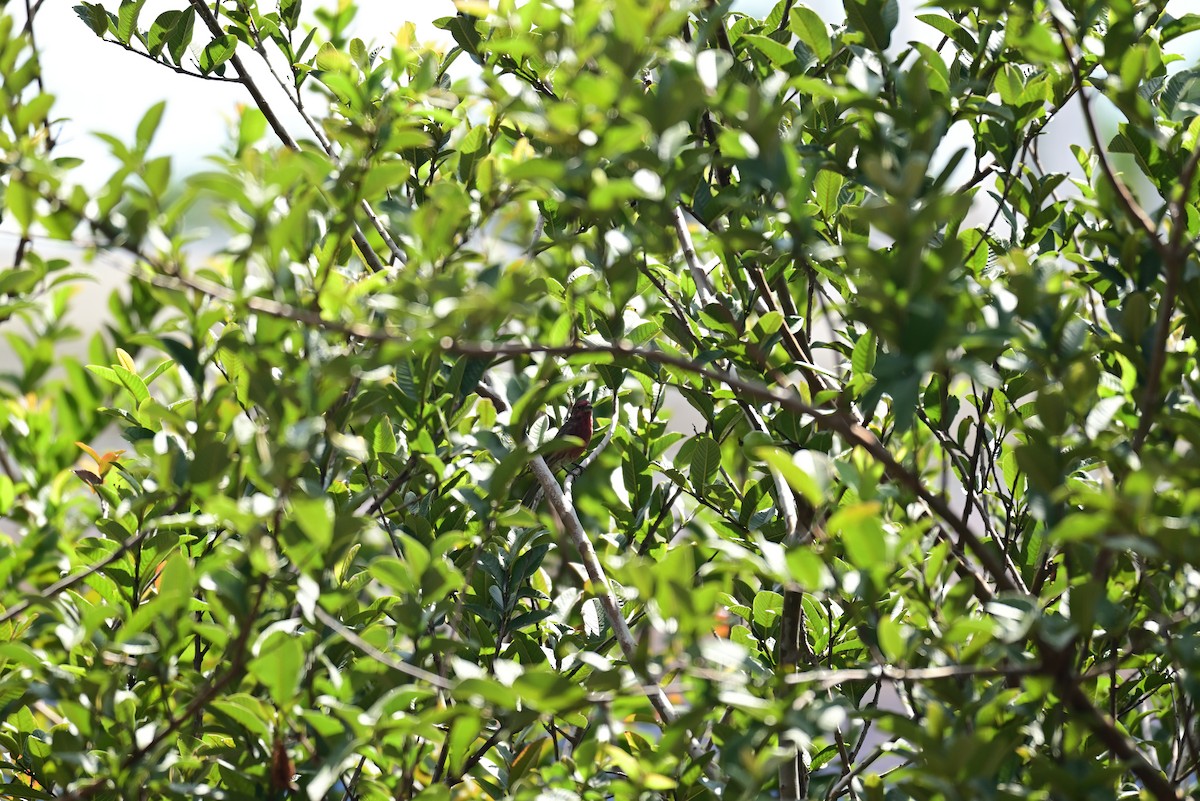 House Finch - ML645349956