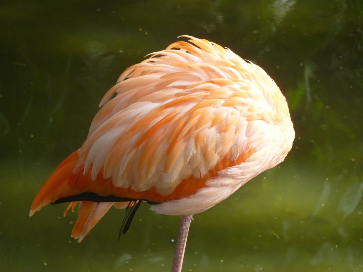Flamenco Rojo - ML645349958