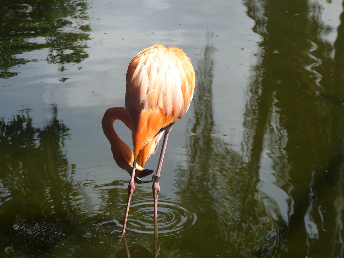 Flamenco Rojo - ML645349959