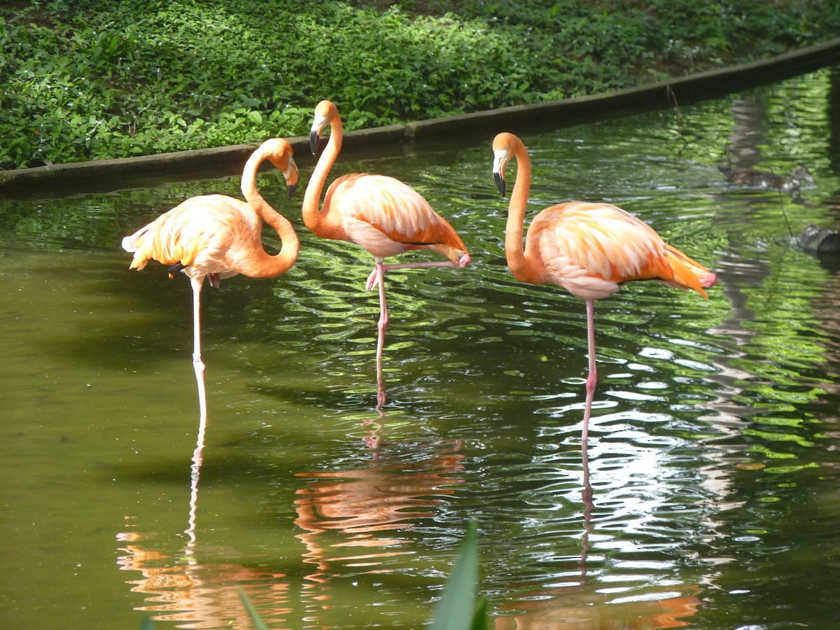 Flamenco Rojo - ML645349960