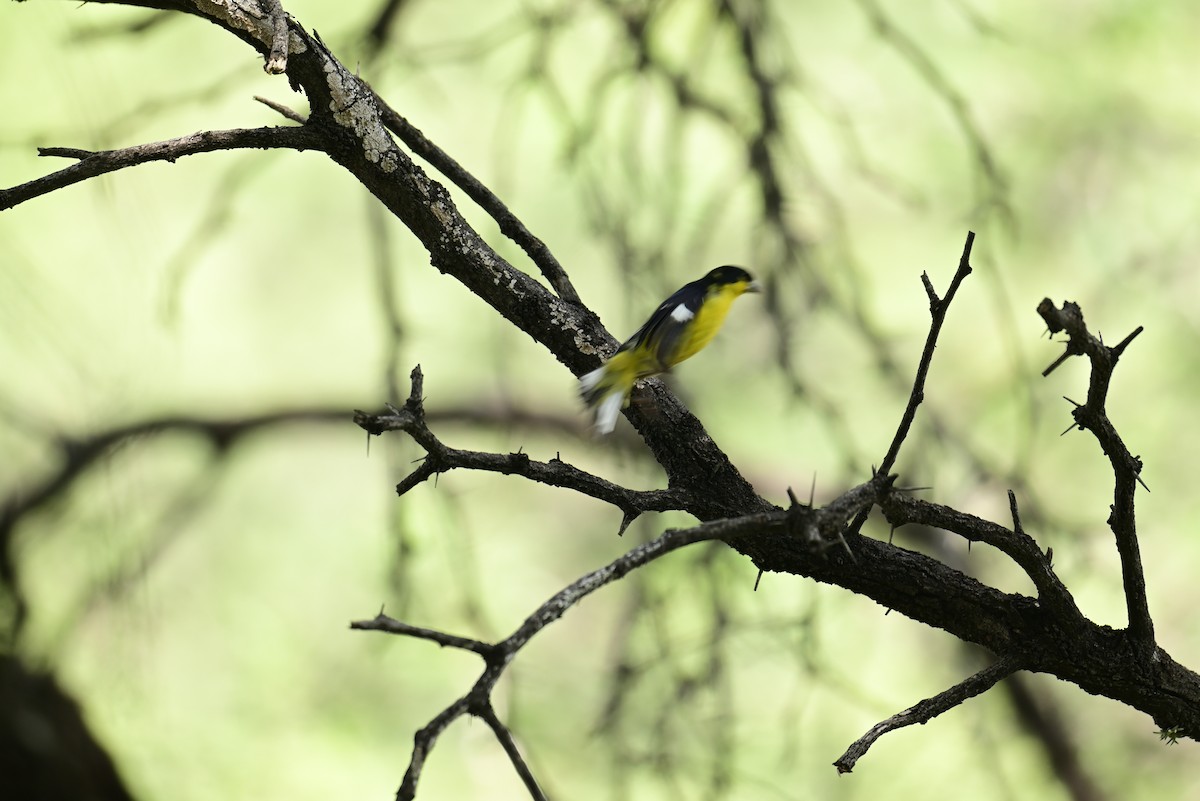 Lesser Goldfinch - ML645349968