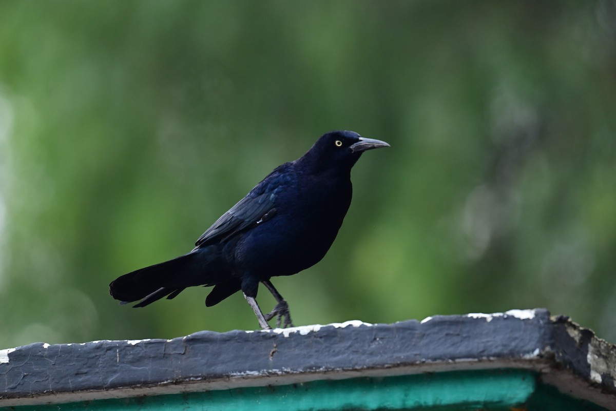 Great-tailed Grackle - ML645349971