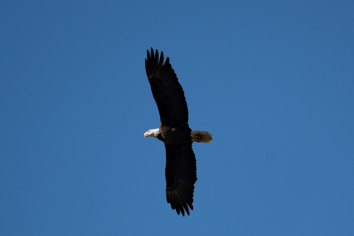 Белоголовый орлан - ML645349981