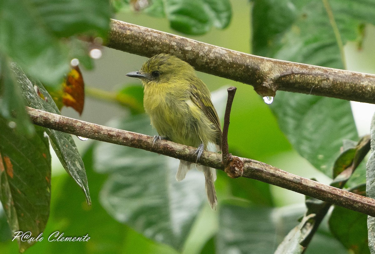 Olive-faced Flatbill - ML645349994