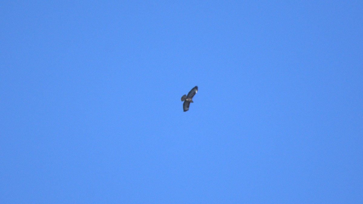 Common Buzzard - ML645349996