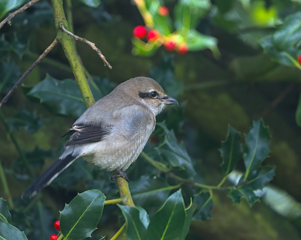 Умардын дунхай - ML645349999