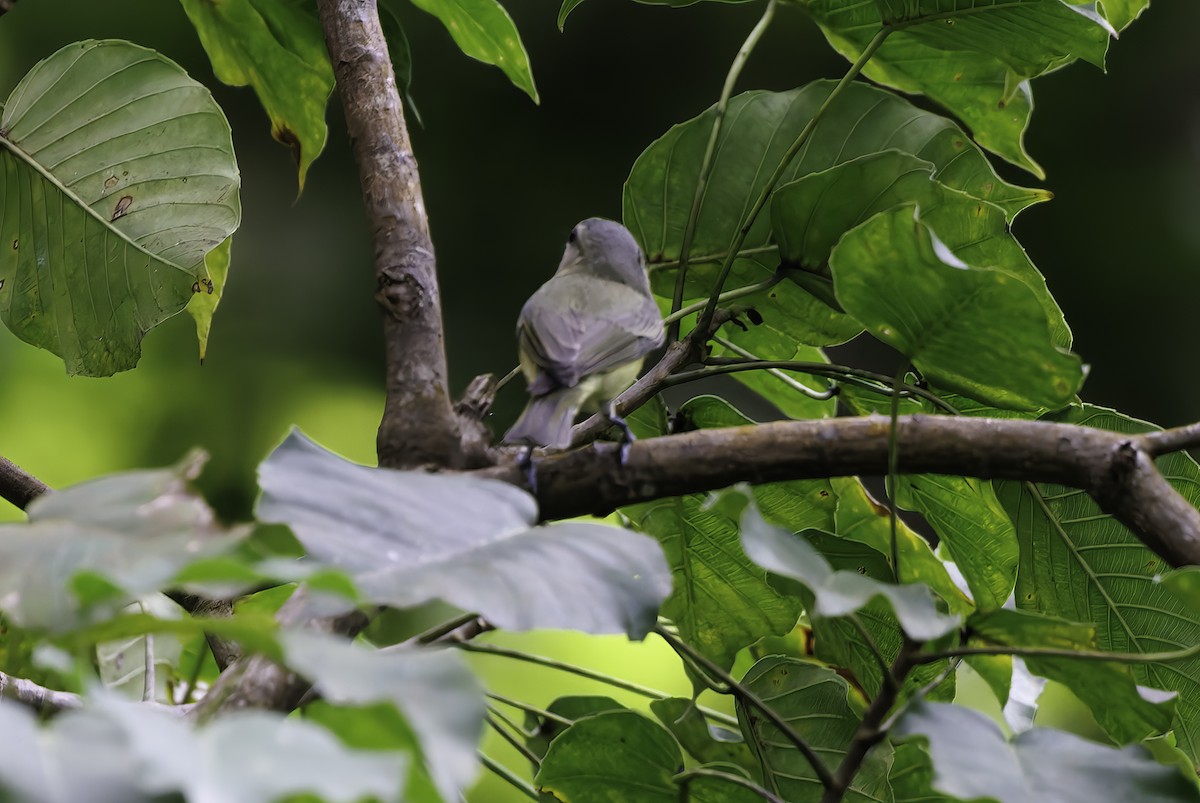 Bireo filadelfiarra - ML645350013