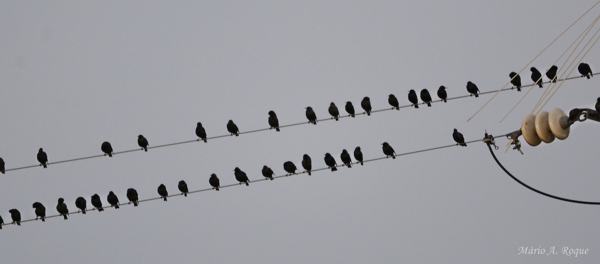 Spotless Starling - ML645350014