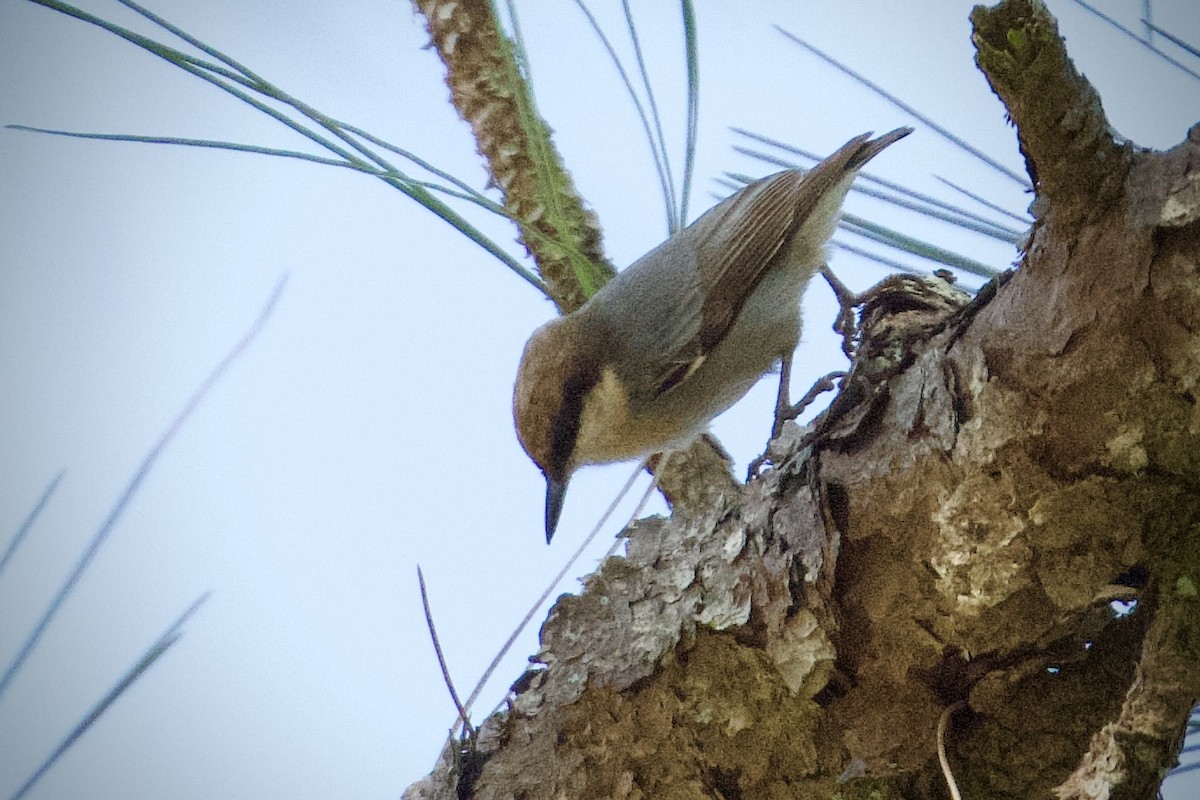 brhlík hnědohlavý - ML645350015