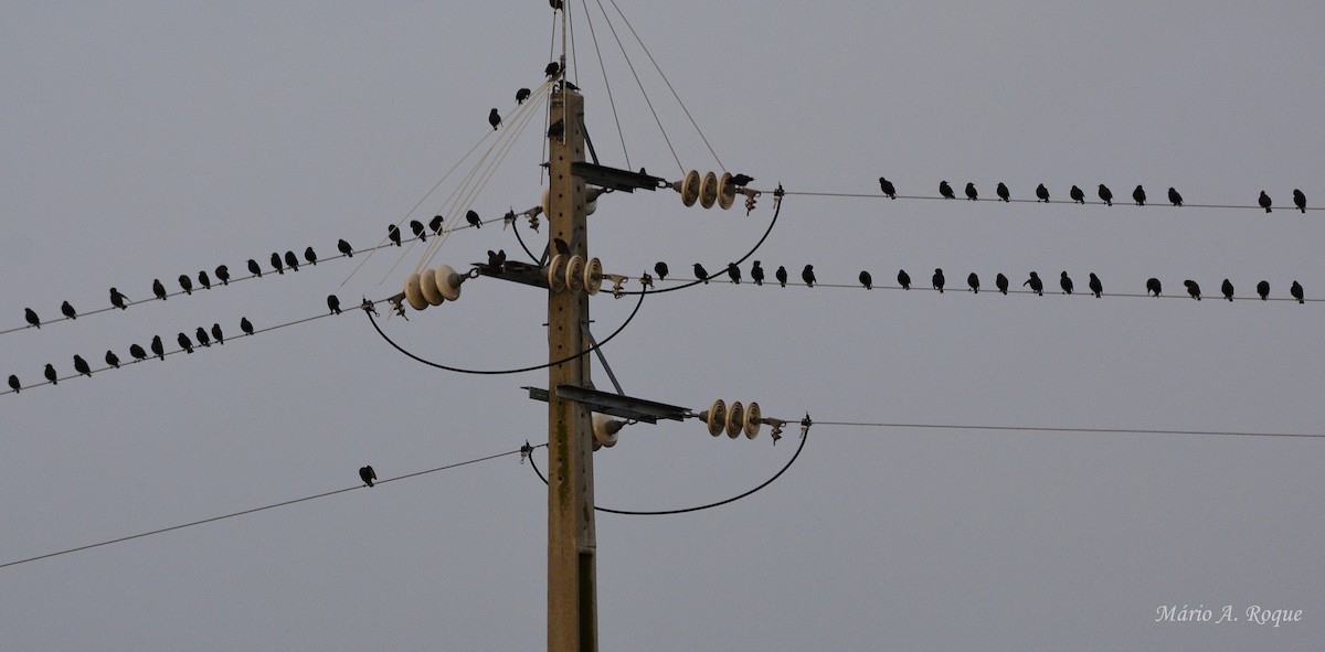 Spotless Starling - ML645350016
