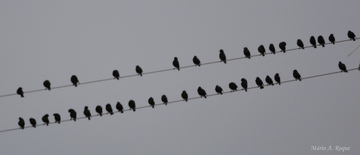 Spotless Starling - ML645350017