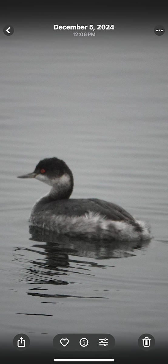 Eared Grebe - ML645350018