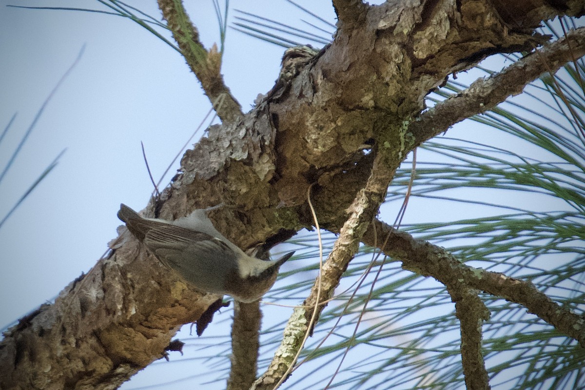 brhlík hnědohlavý - ML645350034