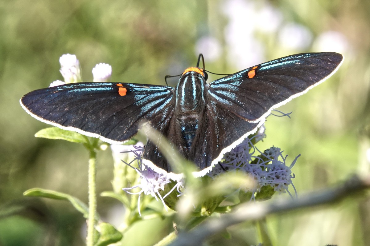 Guava Skipper - ML645350035
