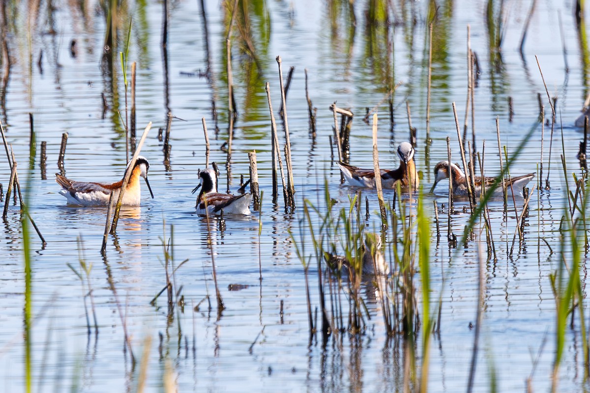 lyskonoh dlouhozobý - ML645350036