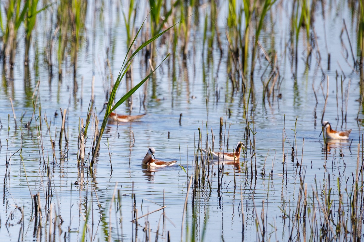 lyskonoh dlouhozobý - ML645350037