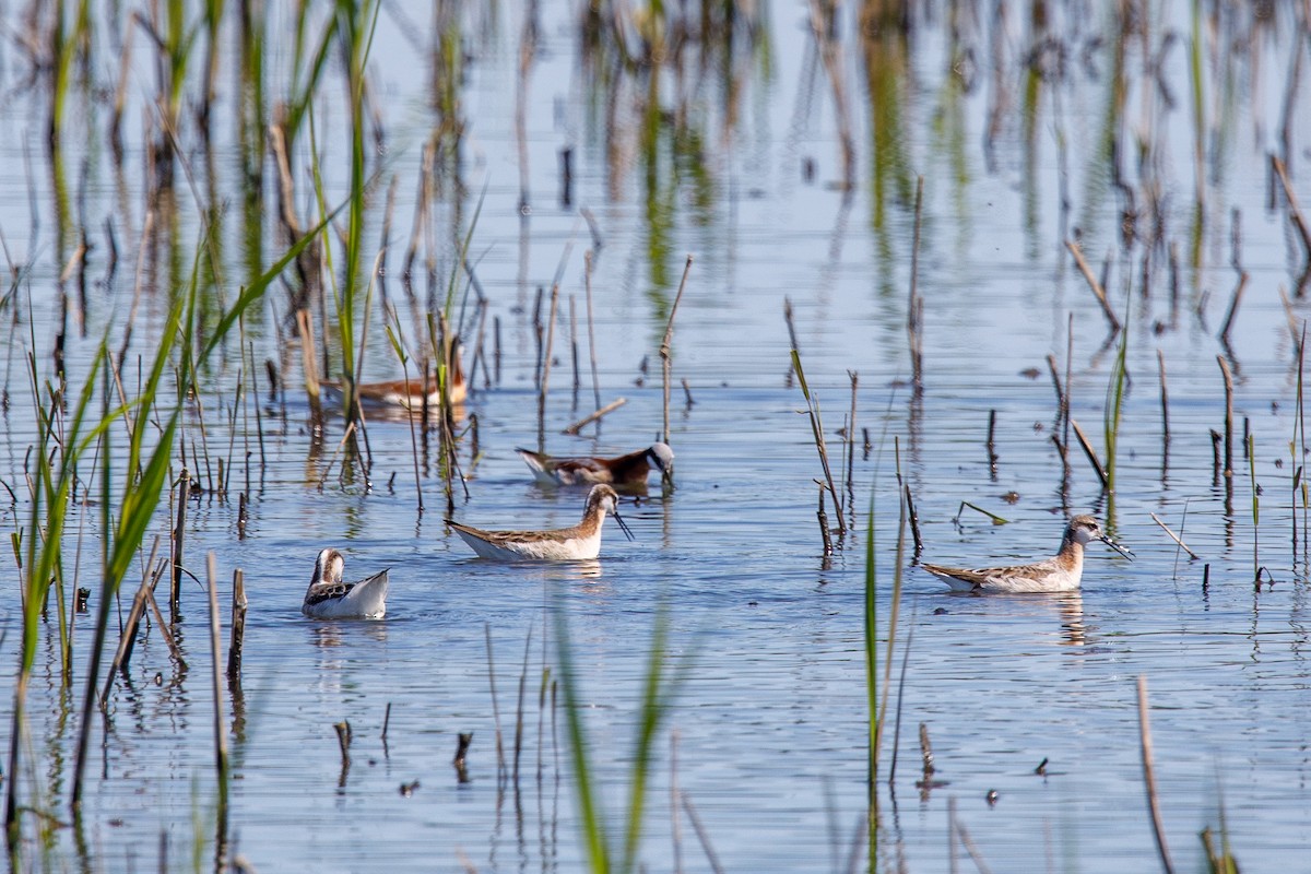 lyskonoh dlouhozobý - ML645350038