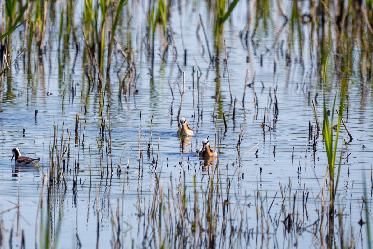 lyskonoh dlouhozobý - ML645350039