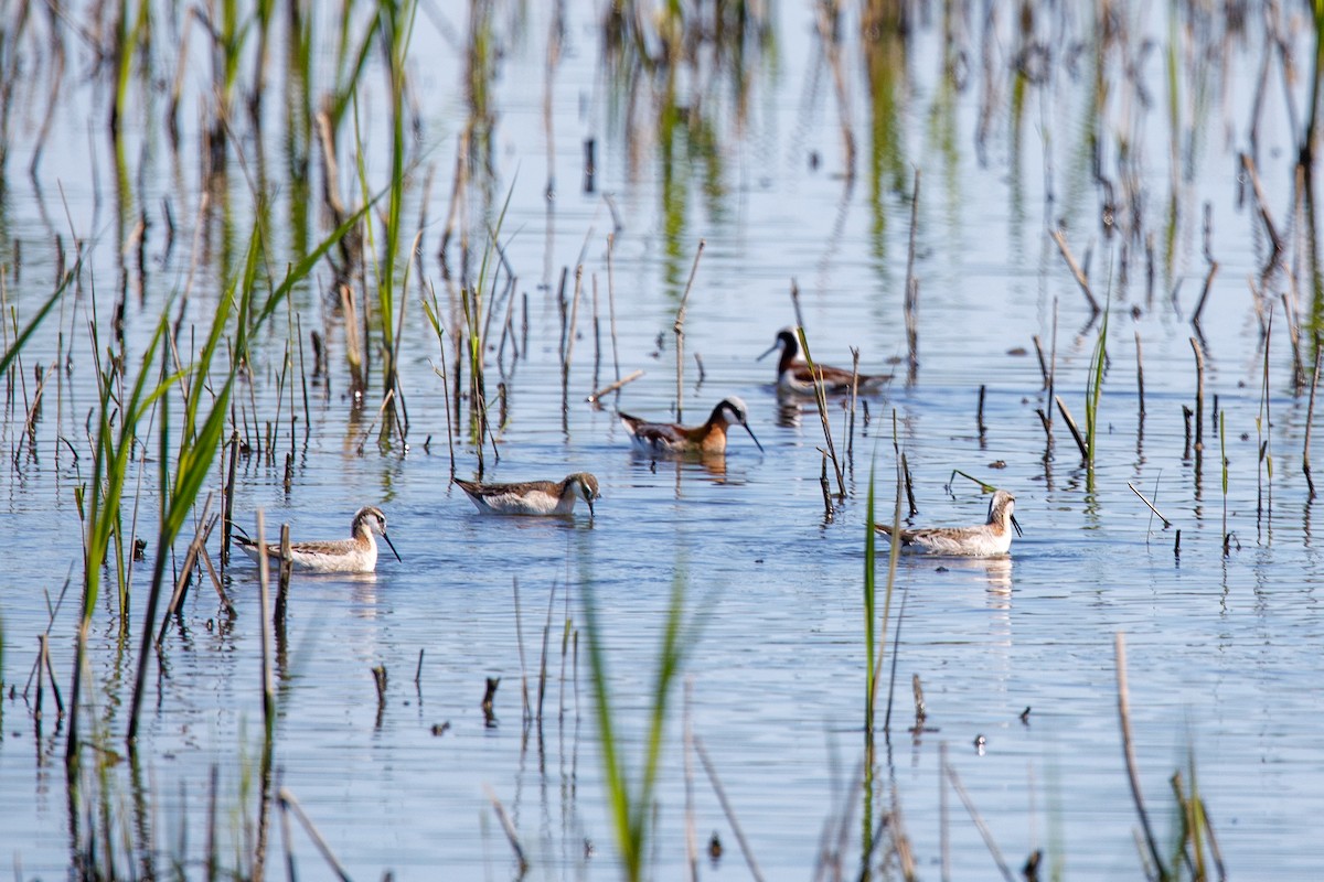 lyskonoh dlouhozobý - ML645350040