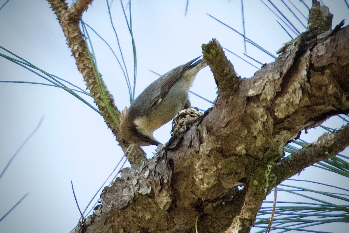 brhlík hnědohlavý - ML645350049