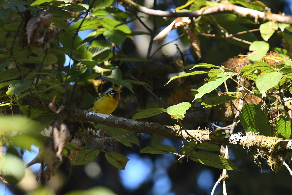 Zimtkehl-Würgervireo - ML645350051
