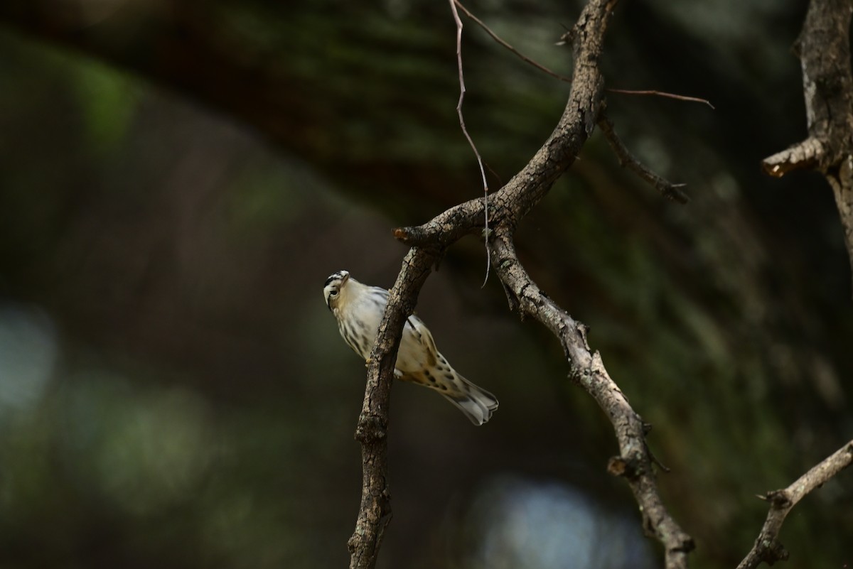 Black-and-white Warbler - ML645350052