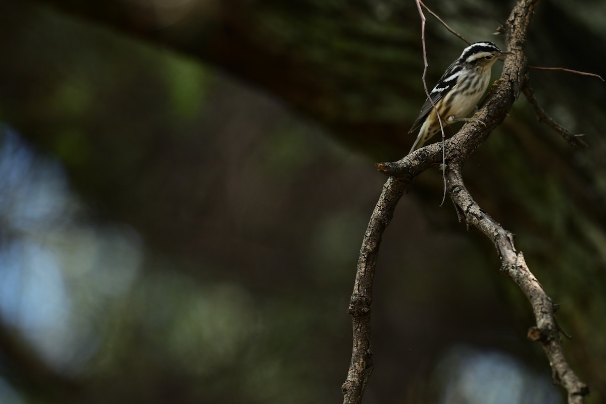 Black-and-white Warbler - ML645350053