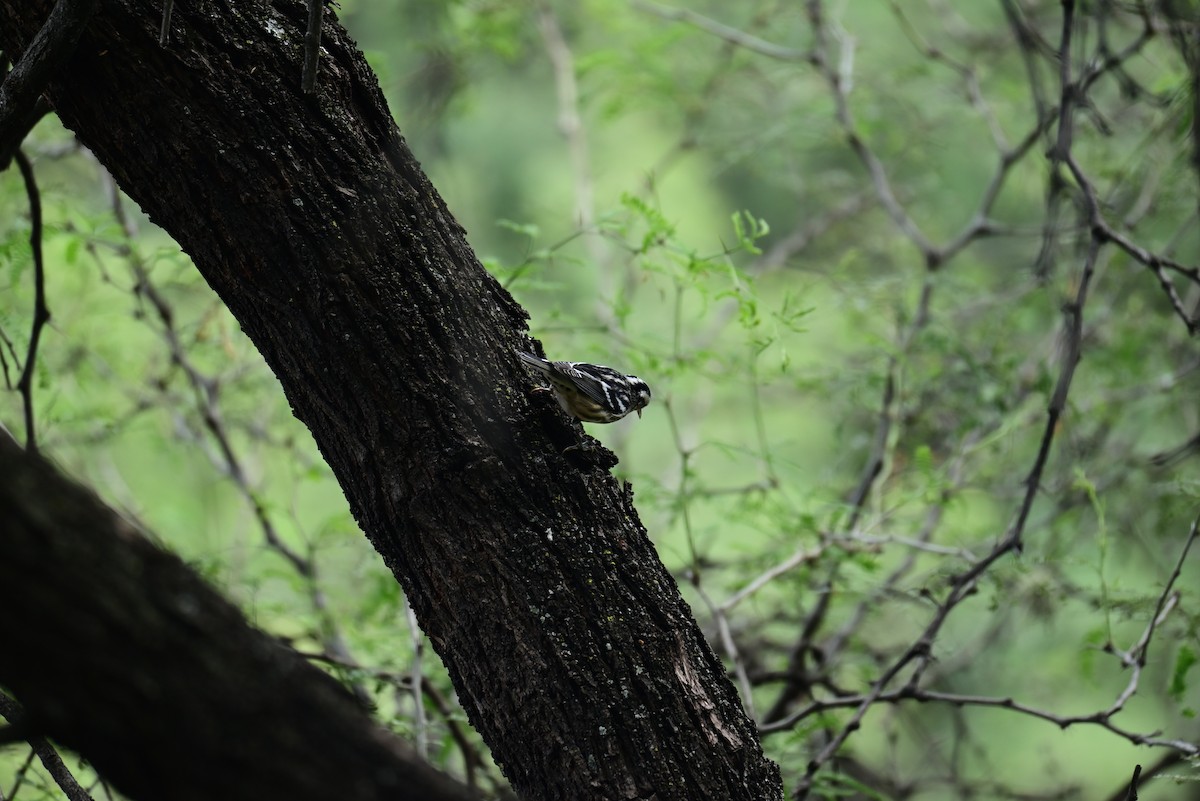 Black-and-white Warbler - ML645350054