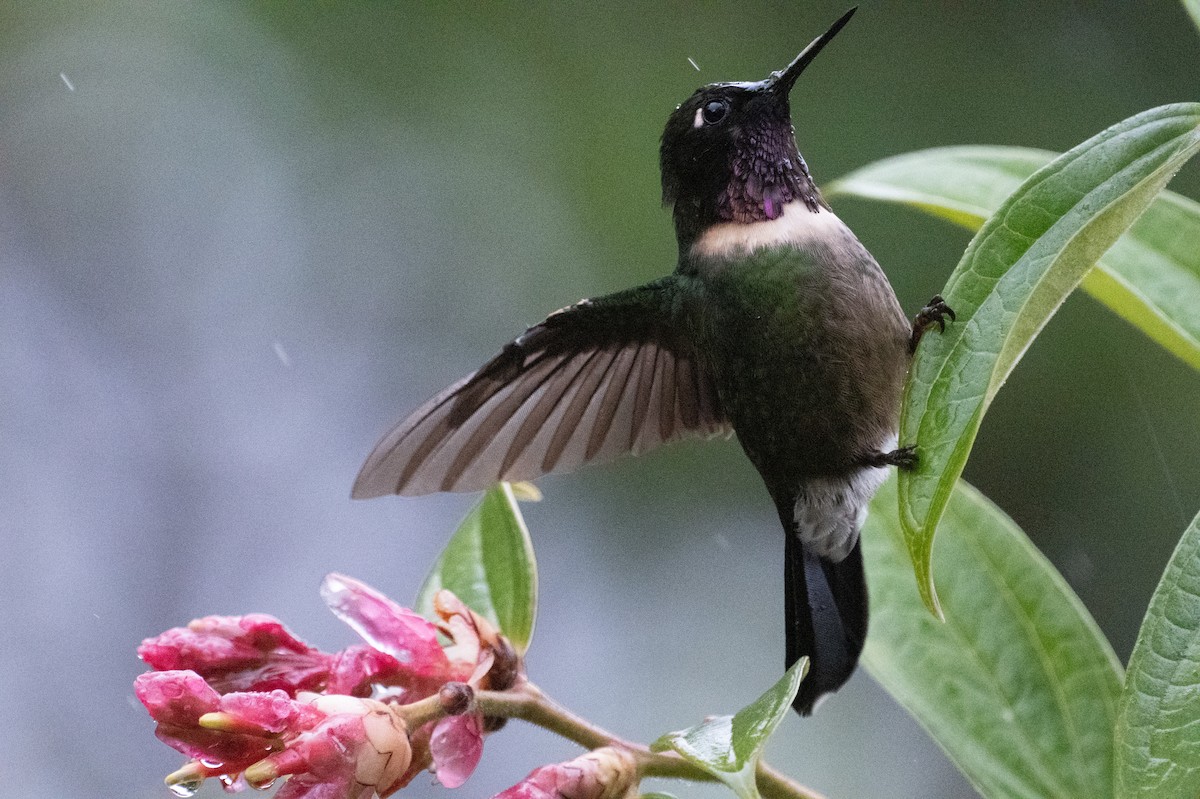 Ametist Kolyeli Günmeleği - ML645350060