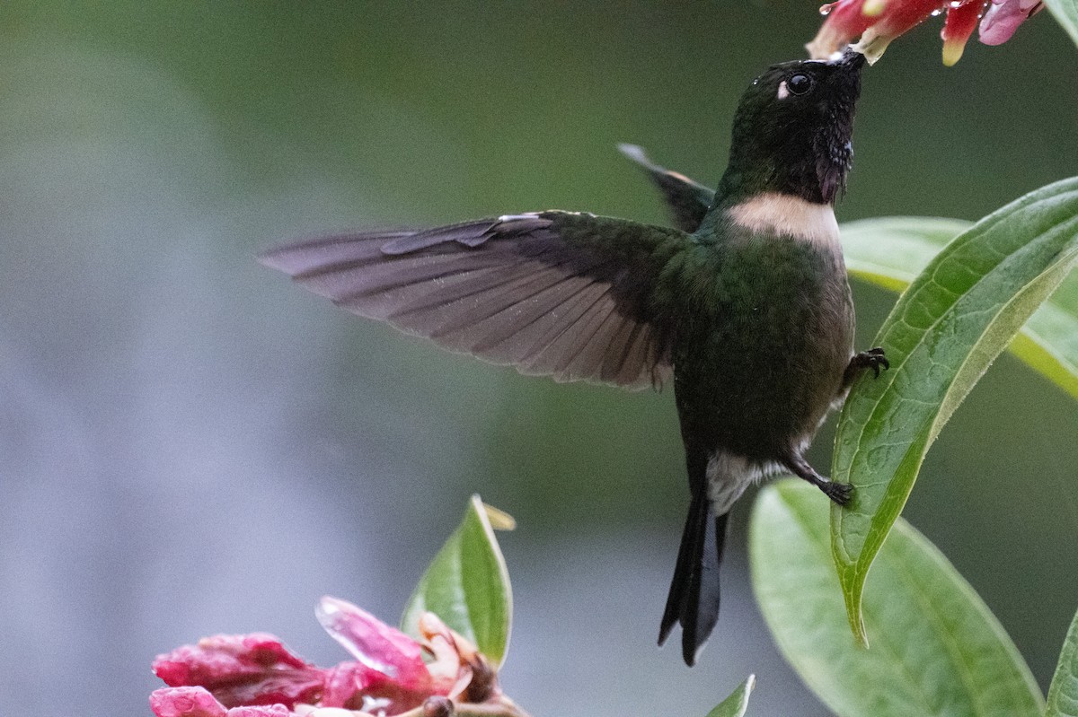 Ametist Kolyeli Günmeleği - ML645350061