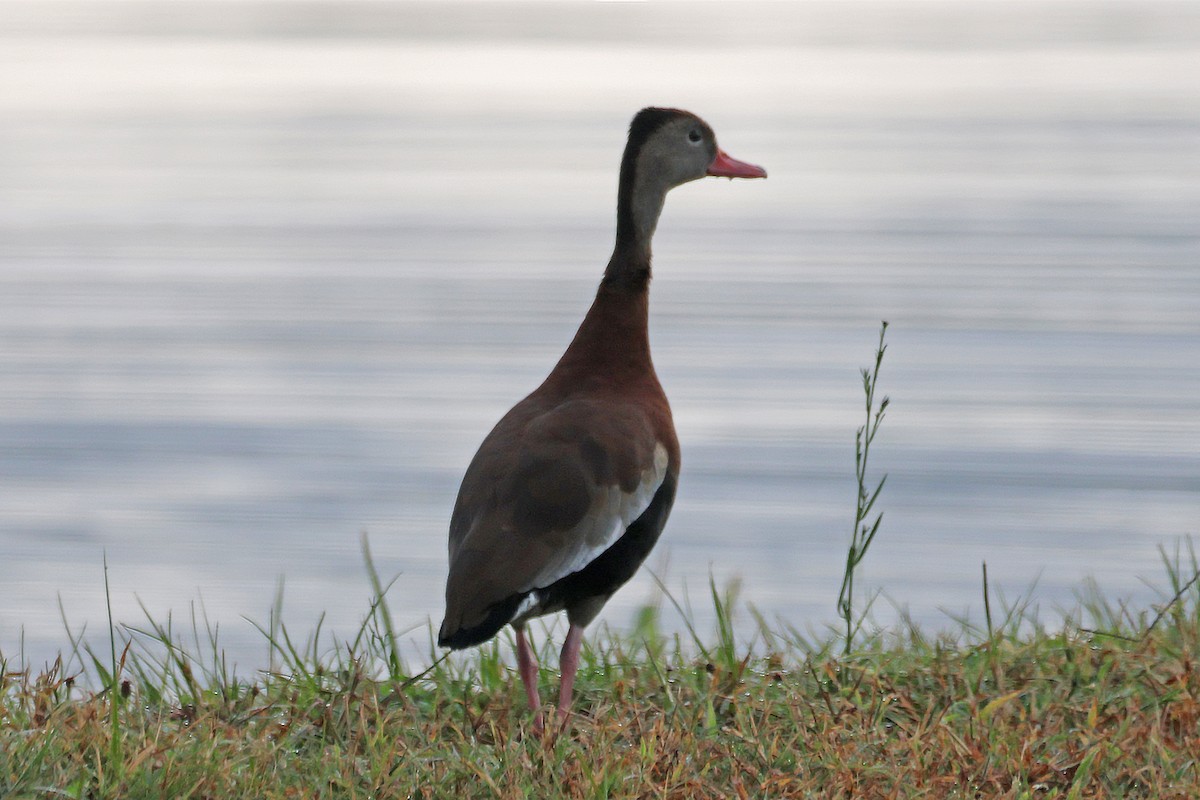Black-bellied Whistling-Duck - ML645350064