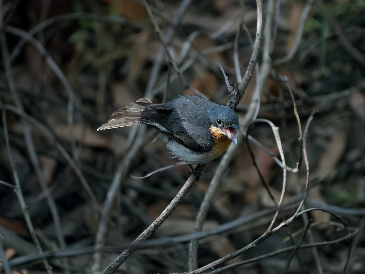 Leaden Flycatcher - ML645350069